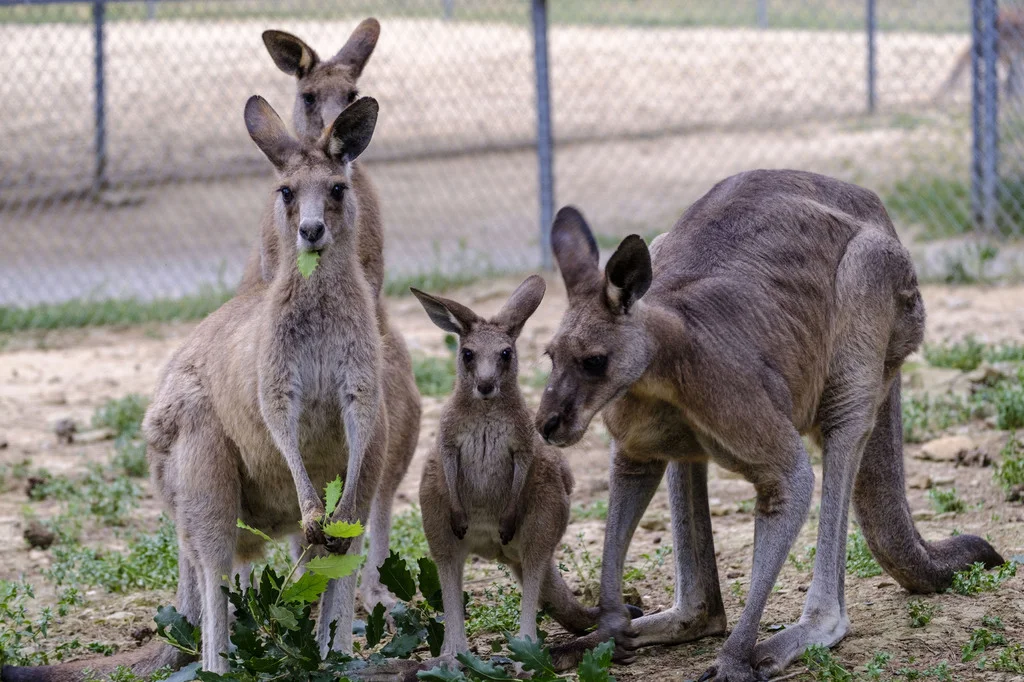 Le Parc Australien